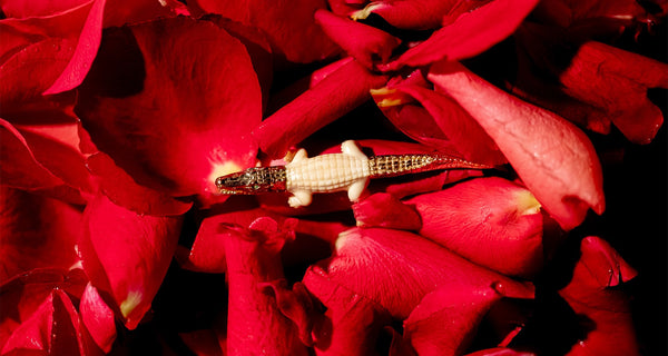 Celebrate Love This Valentine’s Day with Bibi van der Velden